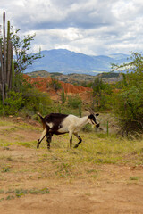 billy goat walking in the desert