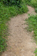 Fototapeta na wymiar path in the forest with plants