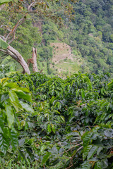 coffee plantation in the mountain