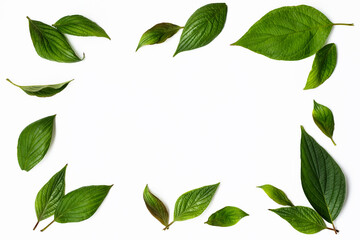 green leaves on a white background. a frame made of leaves. the concept of environmental protection. eco friendly