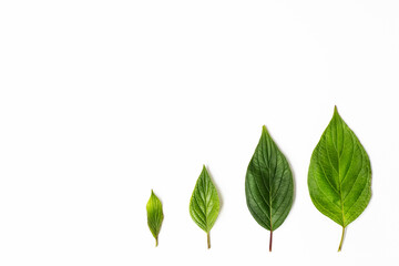 4 green leaves in order of increasing size on a white background. the concept of a family of 4