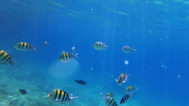 Underwater shoot of curious sergeant major fish float in blue sea water. Marina fish pintano. Damselfish float nea colar reef tropical sea