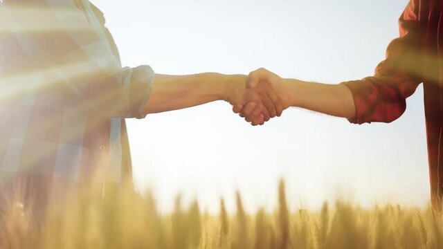 agriculture. two farmers shake hands conclude a business contract in a wheat field. agriculture sale harvest concept. handshake business farmers in a wheat field. shake hands lifestyle agriculture