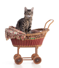 Cute gray tabby kitten in a doll baby carriage