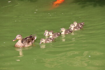 duck and ducklings