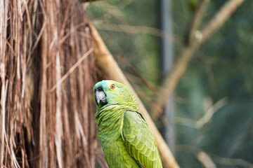 Parrot, green and yellow, originating in Brazil, in a bio park.