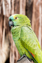 Fototapeta premium Parrot, green and yellow, originating in Brazil, in a bio park.