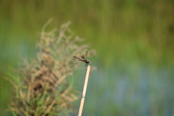 brachymesia gravida aka four-spotted pennant on a bamboo reed