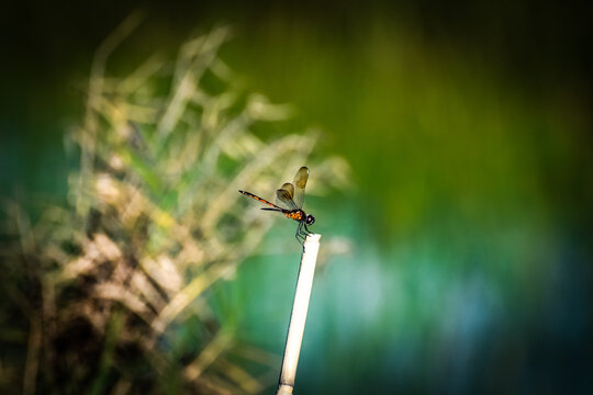 Brachymesia Gravida Aka Four-spotted Pennant On A Bamboo Reed