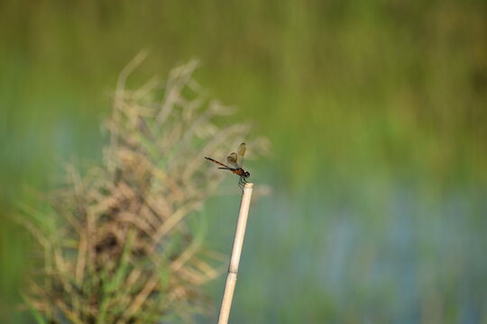 Brachymesia Gravida Aka Four-spotted Pennant On A Bamboo Reed