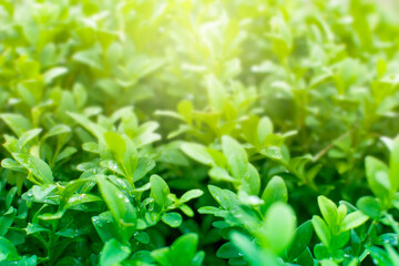 Nature green grass with bokeh background.
