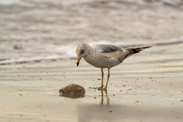 Laughing gulls wading in surf at Jeckle Island Beach in Georgia.
