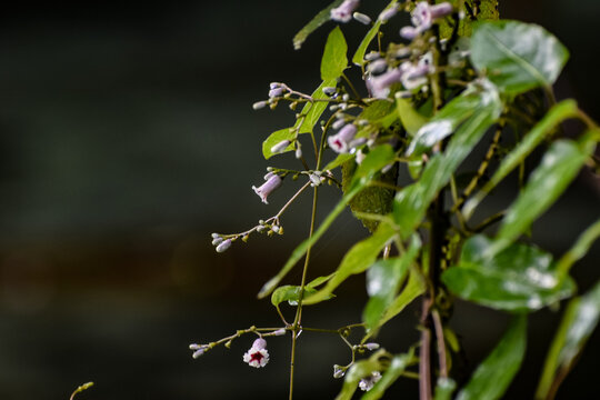 tiny flowers of a Stinkvine in the wild