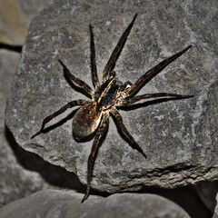 spider on a rock