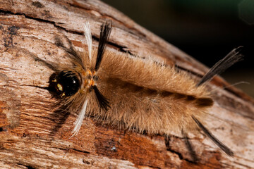 close up of a caterpillar