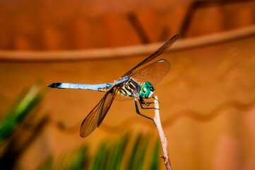 dragonfly on a twig