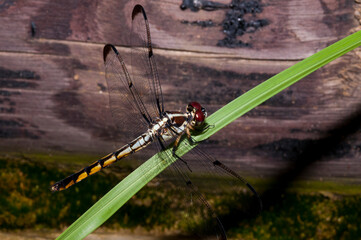 dragonfly on grass