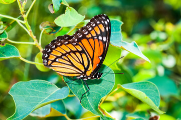 butterfly on a leaf