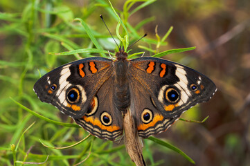 butterfly on grass