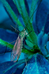 dragonfly on a leaf