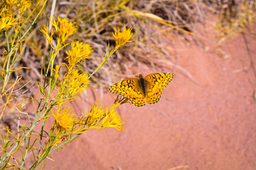 butterfly on flower