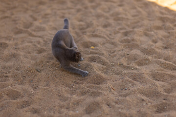Small gray and white kitten burying its excrements outdoors. Feline cleanliness. A cat sniffing and...