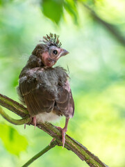 Newly Fledged Baby Cardinal Perched on a tree branch
