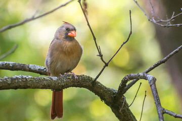 A female cardinal is sitting on a branch