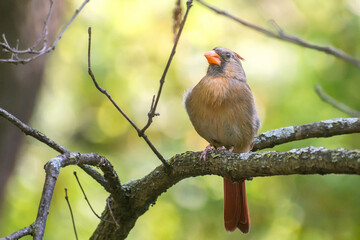 A female cardinal is sitting on a branch