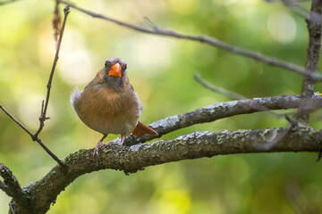 A female cardinal is sitting on a branch