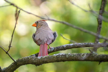 A female cardinal is sitting on a branch