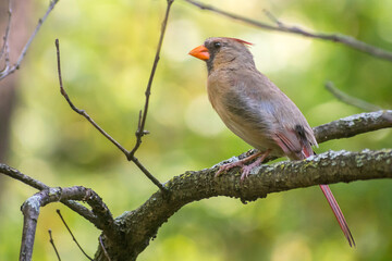 A female cardinal is sitting on a branch