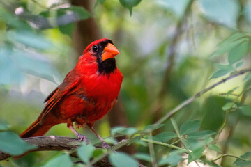 Red male cardinal is sitting on a branch