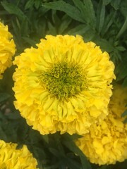 yellow chrysanthemum flower