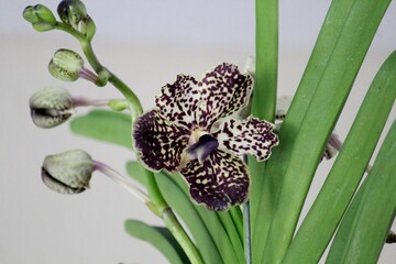 Obraz premium planta flor orquídea