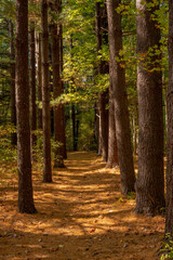 Tall Tree Trunks Stand At Attention Along Pine Needle Carpeted Trail