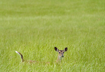 White Tailed Deer grazing in the grass in Rome Georgia at wooded wildlife sanctuary. 