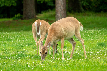 White Tailed Deer grazing in the grass in Rome Georgia at wooded wildlife sanctuary. 