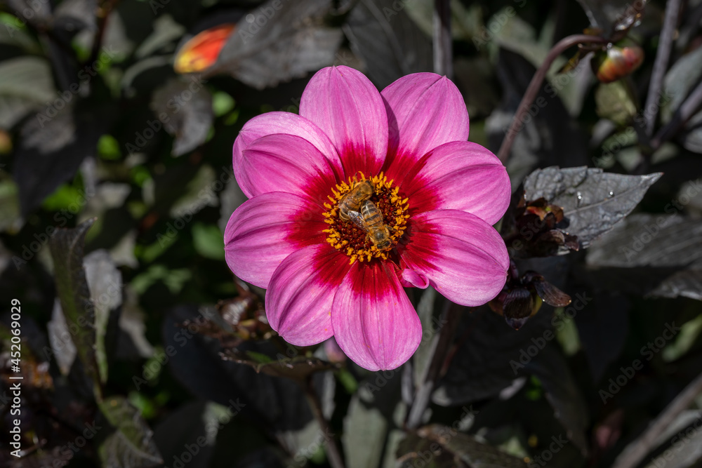 Wall mural Close up single Dahlia Dahlegria Tricolore with busy bees. Blurred background.