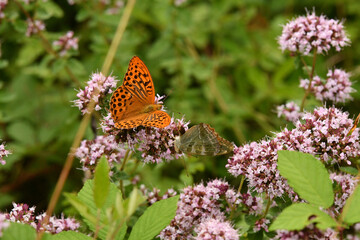 Silver-washed fritillary butterflies on pink flowers of oregano