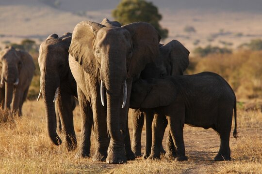 Elephant family living in Masai Mara, Kenya