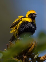 This image shows a wild yellow-crowned bishop (Euplectes afer) with it's feathers ruffled and beak open in communication. 