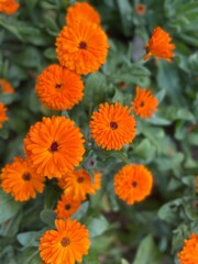 Flower, Campos do Jordão, serra