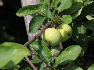 Green apples are hanging on a tree branch.