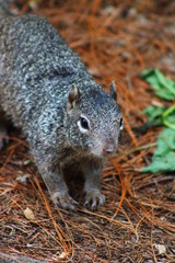 squirrel in the park