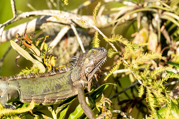Green Iguana lizard also called Iguana iguana suns itself in a tree