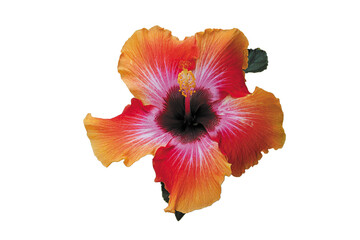 Tropical Red and Orange Hibiscus Isolated on White