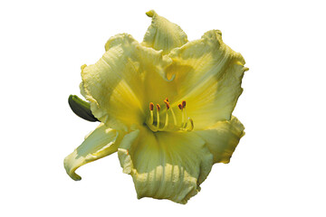 Yellow Daylily Flower Head