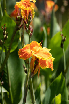 Orange Canna lily flower Canna indica in a swamp