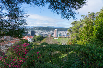 Fototapeta na wymiar Outlook framed by trees from observatory hill in botanic gardens over Wellington city